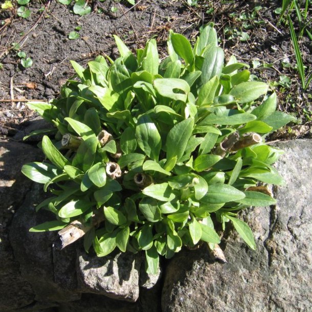 Baldrian, Spore-, <br>Rosa <br><i>Centranthus ruber </i>