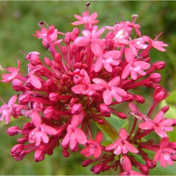 Baldrian, Spore-, <br>Rosa <br><i>Centranthus ruber </i>