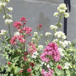 Baldrian, Spore- <br>'Pretty Betsy Mix' <br><i>Centranthus ruber </i>