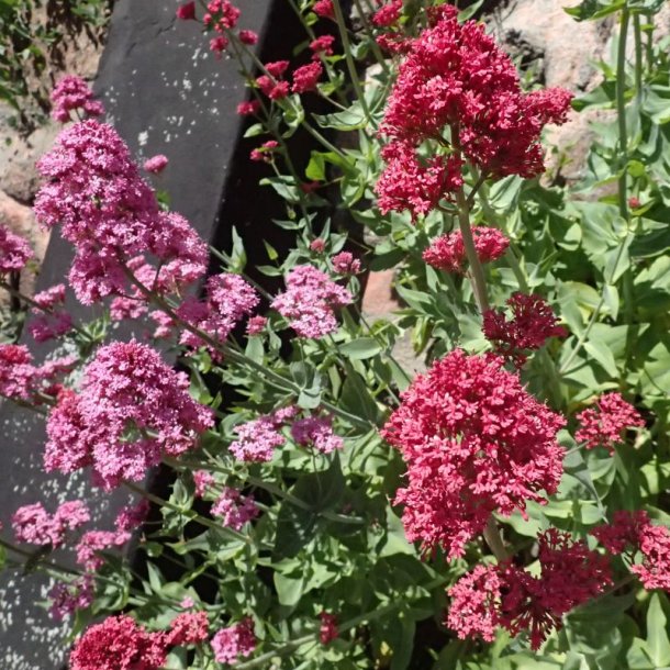 Baldrian, Spore- <br>'Pretty Betsy Mix' <br><i>Centranthus ruber </i>