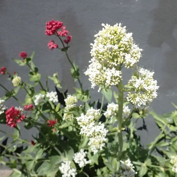 Baldrian, Spore- <br>'Pretty Betsy Mix' <br><i>Centranthus ruber </i>