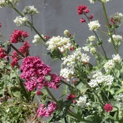 Baldrian, Spore- <br>'Pretty Betsy Mix' <br><i>Centranthus ruber </i>