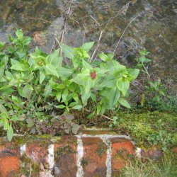 Baldrian, Spore-, <br>Rosa <br><i>Centranthus ruber </i>