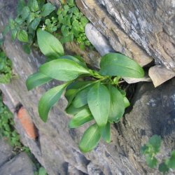 Baldrian, Spore-, <br>Rosa <br><i>Centranthus ruber </i>