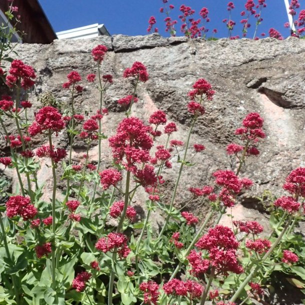 Baldrian, Spore-, <br>Rosa <br><i>Centranthus ruber </i>