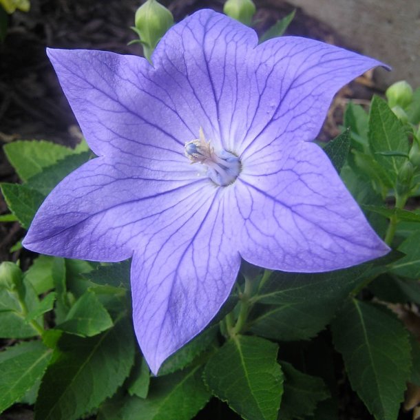 Ballonklokke <br>'Mix' <br><i>Platycodon grandiflorus</i>