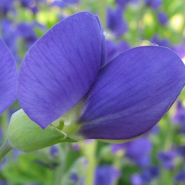 Farveblg, <br>lilla <br><i>Baptisia australis </i>