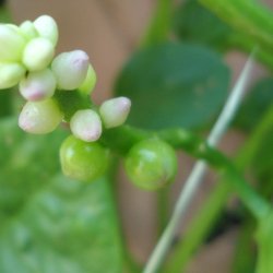 Malabarspinat <br>'Alba' <br><i>Basella alba</i>