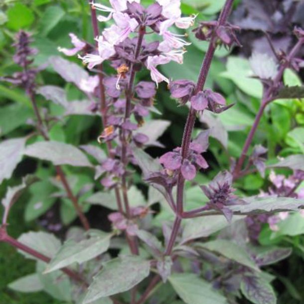 Basilikum <br>'Mix' <br><i>Ocimum basilicum</i>