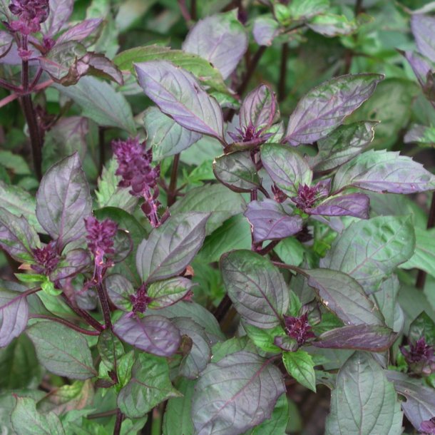 Basilikum, <br>Lakrids- <br>'Ararat'<br><i>Ocimum basilicum</i><br>
