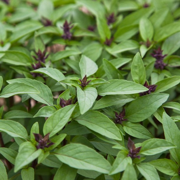 Basilikum, <br>Thai- <br>'Siam Queen' <br><i>Ocimum basilicum</i><br>