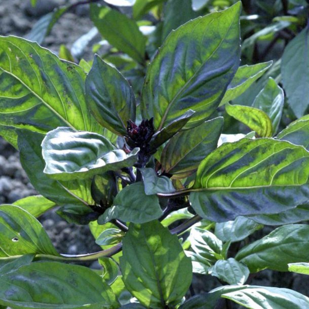 Basilikum <br>'Mix' <br><i>Ocimum basilicum</i>