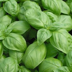 Basilikum <br>'Mix' <br><i>Ocimum basilicum</i>