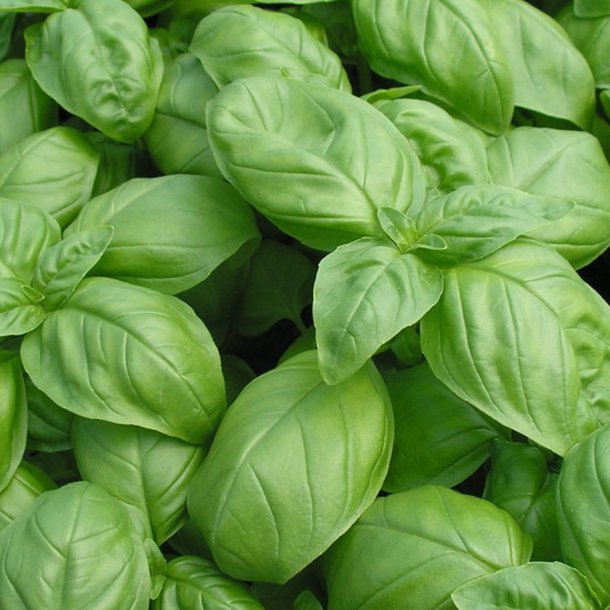 Basilikum <br>'Mix' <br><i>Ocimum basilicum</i>