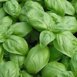 Basilikum <br>'Genovese' <br><i>Ocimum basilicum</i>