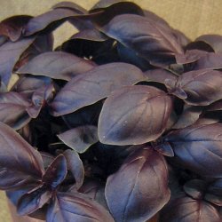 Basilikum <br>'Petra Rubin' <br><i>Ocimum basilicum</i>