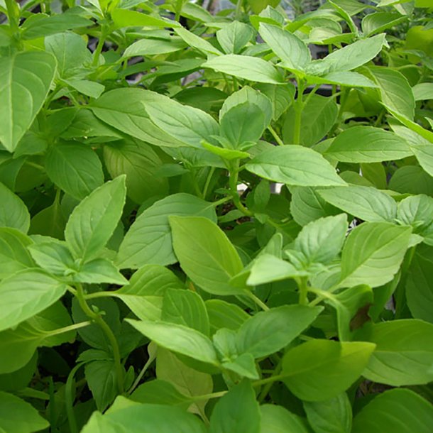 Basilikum, <br>Citron- <br><i>Ocimum basilicum</i>