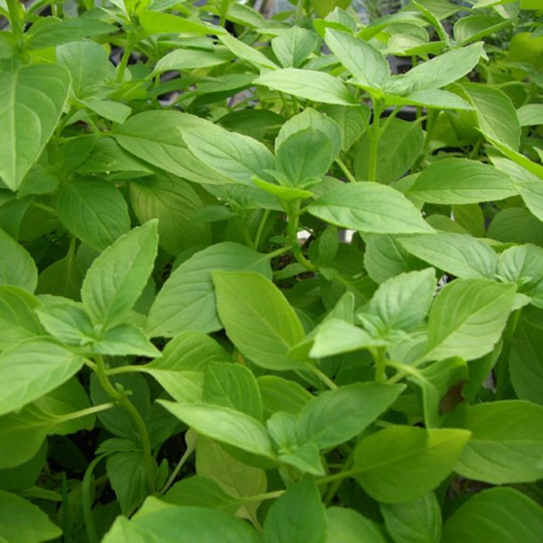 Basilikum <br>'Mix' <br><i>Ocimum basilicum</i>