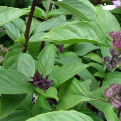 Basilikum, <br>Thai- <br>'Siam Queen' <br><i>Ocimum basilicum</i><br>