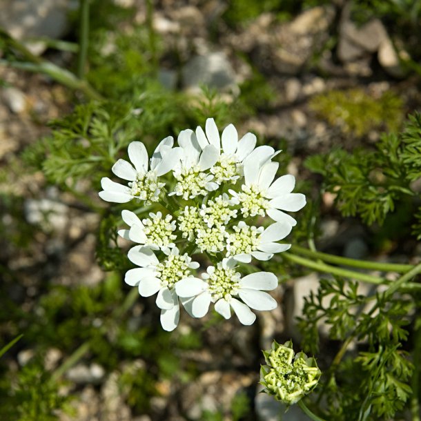 Orlaya, Blomsterkrvel <br>White Lace <br><i>Orlaya grandiflora</i>