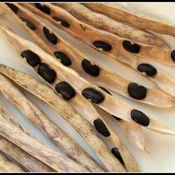 Bnne <br>'Black Turtle'<br><i>Phaseolus vulgaris</i>