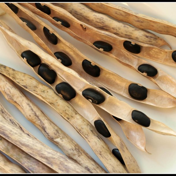 Bnne <br>'Black Turtle'<br><i>Phaseolus vulgaris</i>