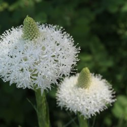 Bear Grass, <br>'Bjrnegrs' <br><i>Xerophyllum tenax</i>