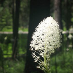 Bear Grass, <br>'Bjrnegrs' <br><i>Xerophyllum tenax</i>