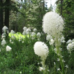 Bear Grass, <br>'Bjrnegrs' <br><i>Xerophyllum tenax</i>