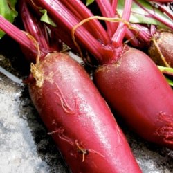 Rdbede <br>'Cylindra' <br><i>Beta vulgaris</i>