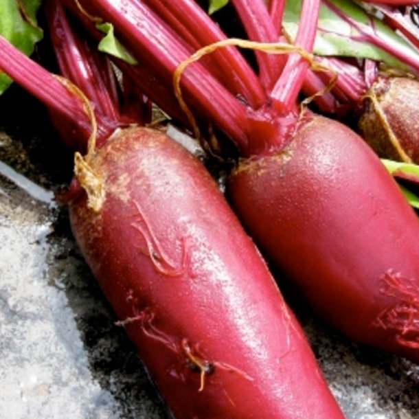 Rdbede <br>'Cylindra' <br><i>Beta vulgaris</i>