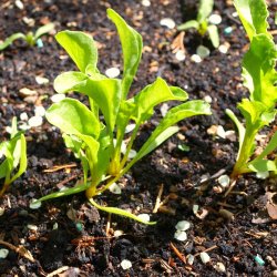 Rdbede <br>'Burpee Golden'<br><i>Beta vulgaris</i>