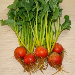 Rdbede <br>'Burpee Golden'<br><i>Beta vulgaris</i>