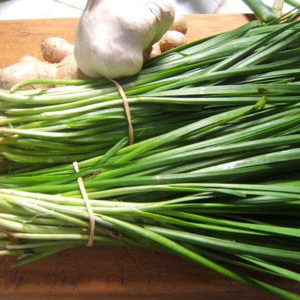 Kinapurlg  <br><i> Allium <br>tuberosum</i>