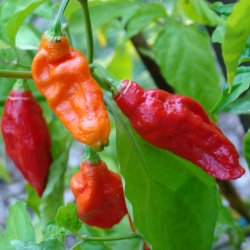 Chili 'Bhut Jolokia' <br><i>Capsicum chinense/frutescens</i>