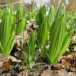 Foldblad <br>'Nigrum' <br><i>Veratrum nigrum </i>