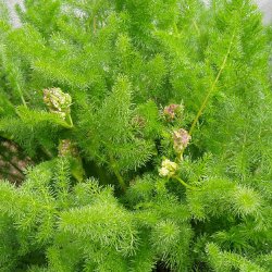 Bjrnerod <br><i>Meum athamanticum</i><br><br>