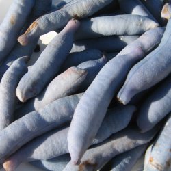 Blblg <br>'Dd mands finger'<br><i>Decaisnea fargesii</i>  