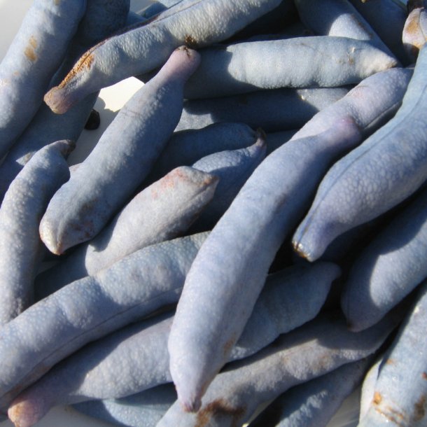 Blblg <br>'Dd mands finger'<br><i>Decaisnea fargesii</i>  