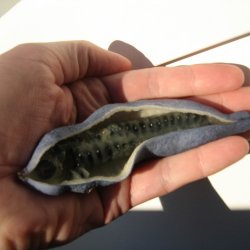 Blblg <br>'Dd mands finger'<br><i>Decaisnea fargesii</i>  