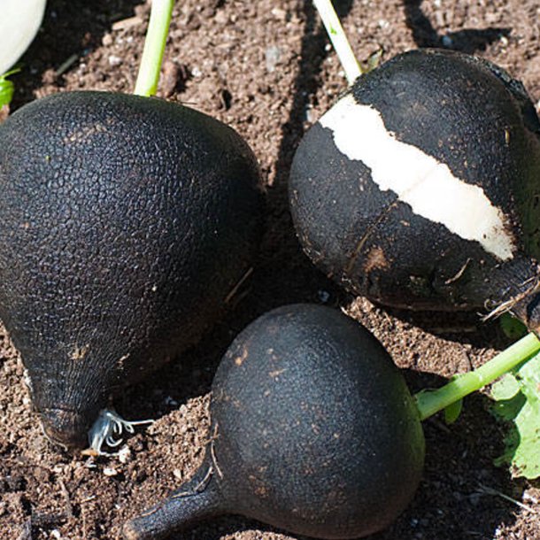 Rddike <br>'Round Black' <br><i>Raphanus sativus</i>