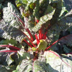 Bladbede 'Bulls Blood' <br><i>Beta vulgaris var. cicla/flavescens </i>