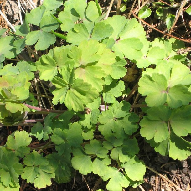 Akeleje <br>'Mix' <br><i>Aquilegia vulgaris </i>