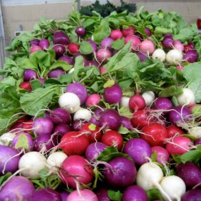 Radise <br>'Mix' <br><i>Raphanus sativus</i>