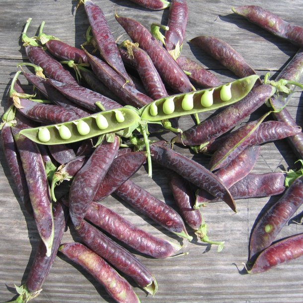 rt, Marv- <br>'Blauwschokker' <br><i>Pisum sativum var. sativum</i>