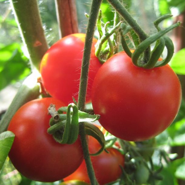 Tomat <br>'Bloody Butcher' <br><i>Lycopersicon esculentum</i>