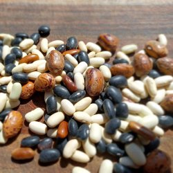 B�nne, Busk- <br>�Mix� <br><i>Phaseolus vulgaris</i>