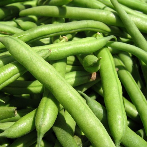 B�nne, Busk- <br>�Mix� <br><i>Phaseolus vulgaris</i>