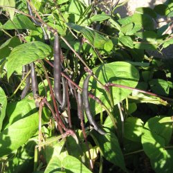 B�nne, Busk- <br>�Mix� <br><i>Phaseolus vulgaris</i>