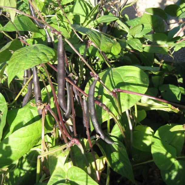B�nne, Busk- <br>�Mix� <br><i>Phaseolus vulgaris</i>